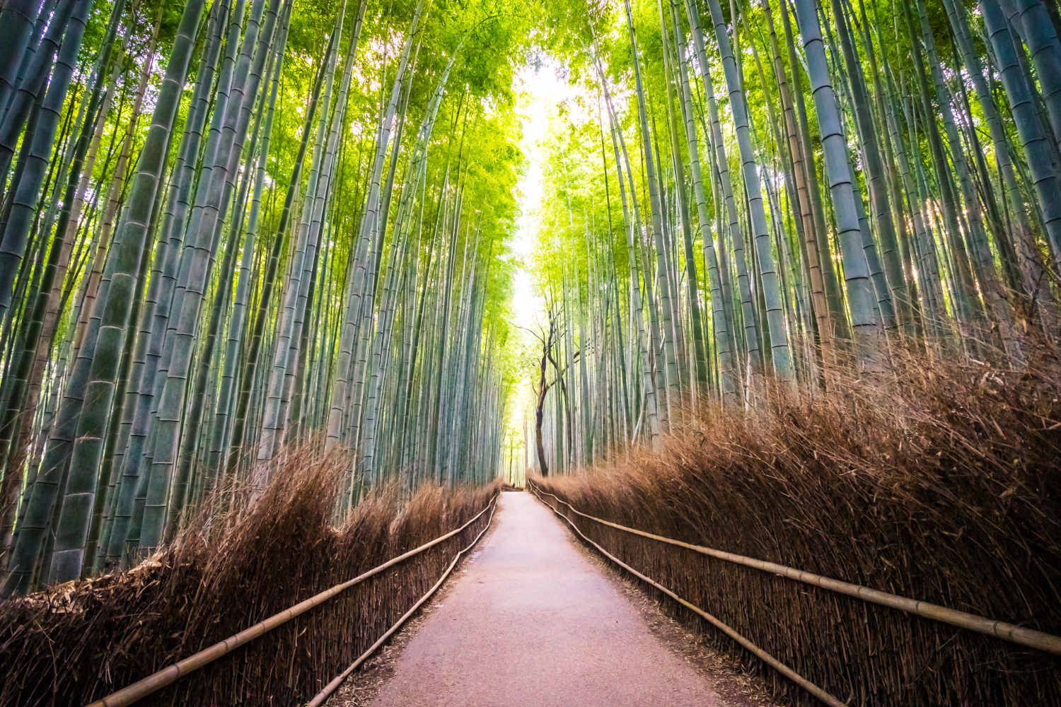 Bambulundsväg i Arashiyama