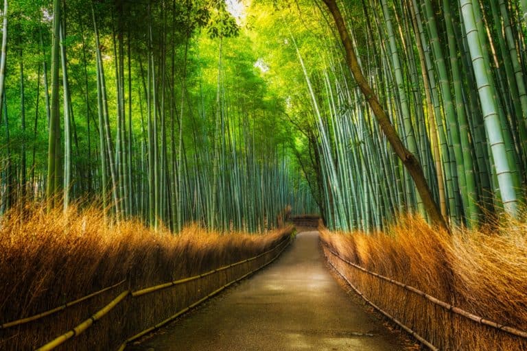 Dag 5: Kyoto