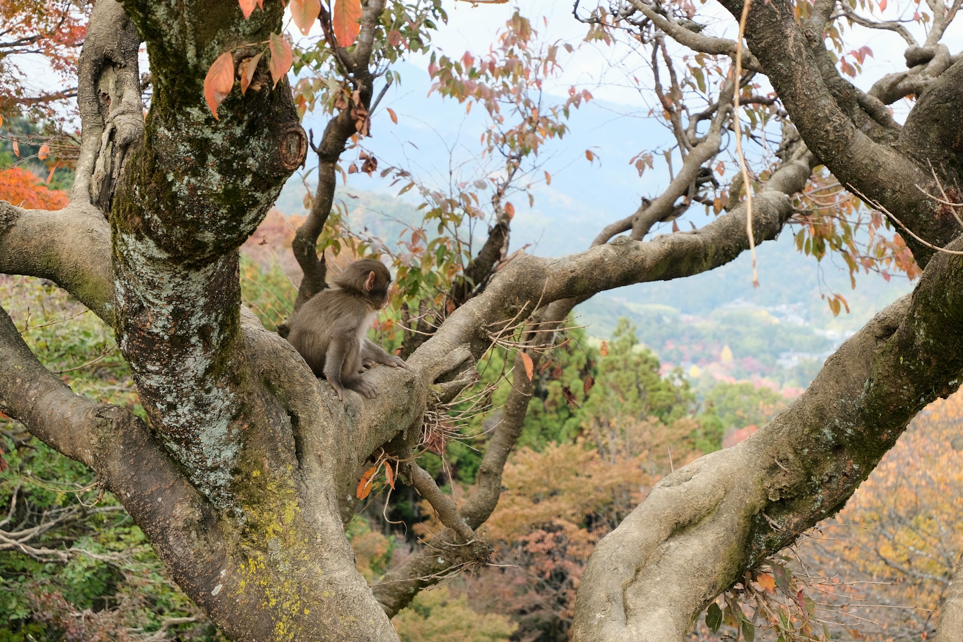 Iwatayama Monkey Park
