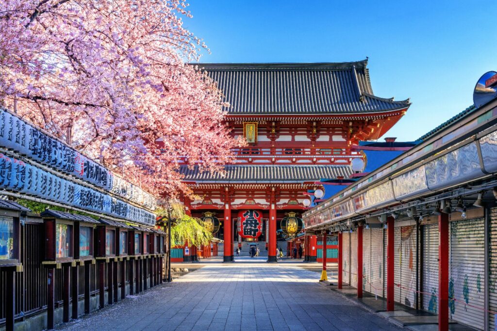 Senso-ji-templet med körsbärsblommor