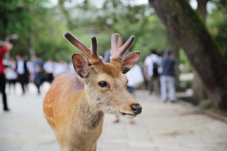 nara park rådjur